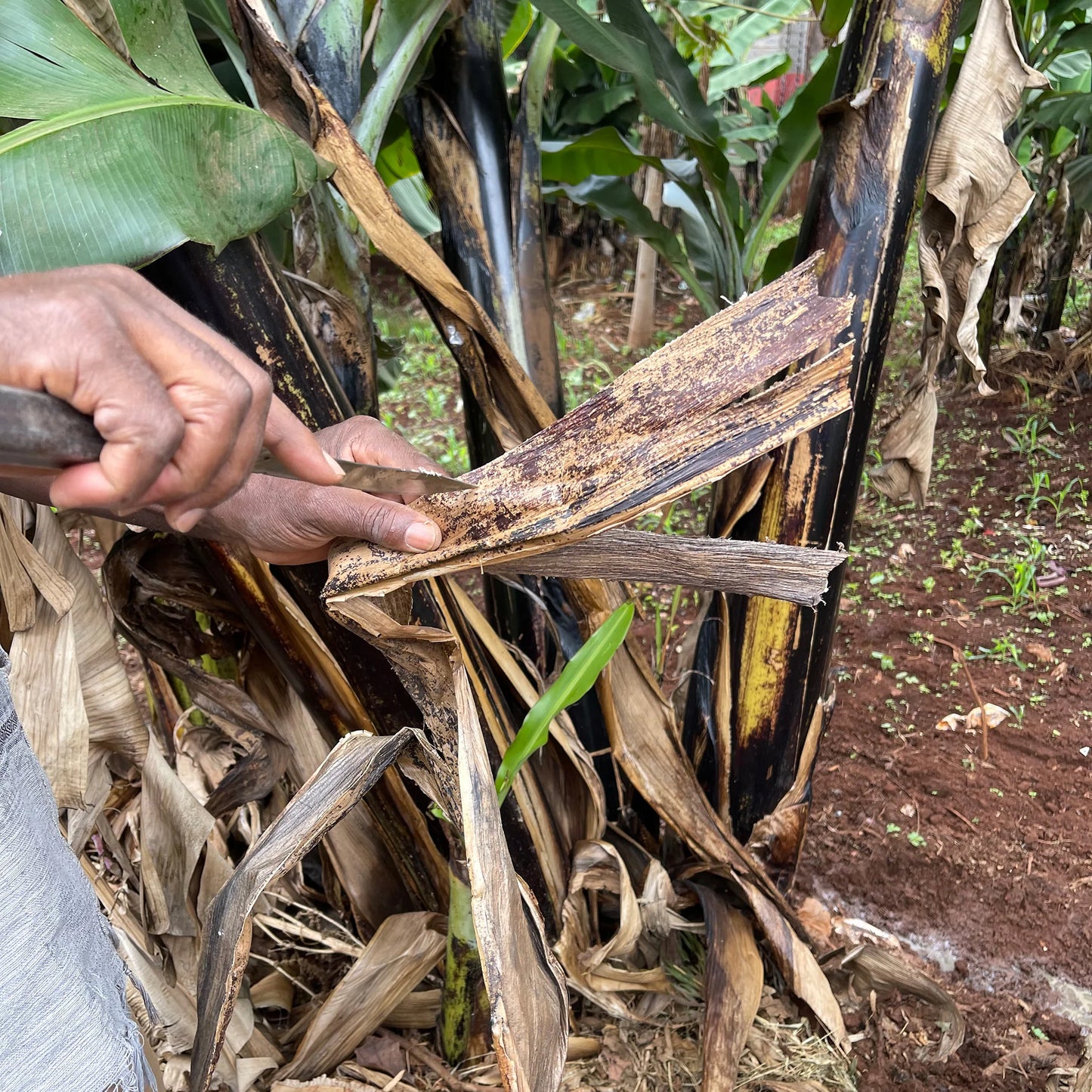 BananArt: Handcrafted Figurines Made from Sustainable Banana Fibre